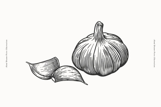 A detailed black and white hand-drawn illustration of a garlic bulb and cloves. Ideal for culinary art, recipes, food packaging, and botanical designs.