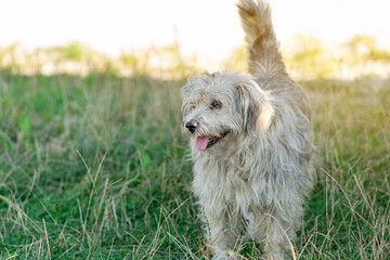 White dog on a background of green grass on a bright sunny day. Pet, Animal. Selective focus