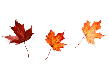 Fototapeta premium Autumn maple leaves falling isolated on white background 