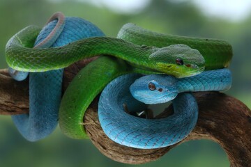 Potrait Blue insularis and Trimeresurus albolabris closeup on branch, Indonesian viper snake closeup, 18 September 2024 Indonesia