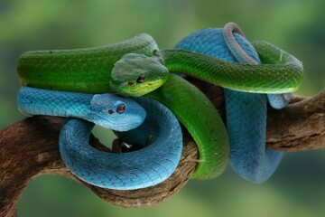 Potrait Blue insularis and Trimeresurus albolabris closeup on branch, Indonesian viper snake closeup, 18 September 2024 Indonesia
