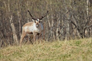 Reindeer (rangifer tarandus) with antlers in a meadow in spring.