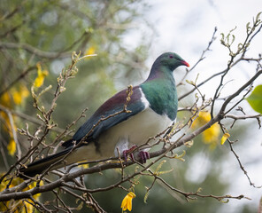 Kereru, New Zealand pigeon,  perched on a Kowhai tree full of yellow flowers.