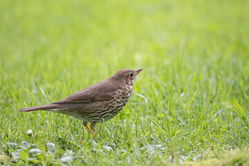 A juvenile Song thrush (Turdus philomelos) with natural green grass background.