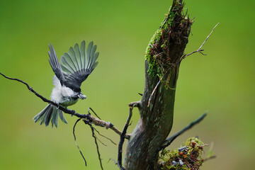 Tannenmeise Fl&uuml;gelschlag Nahaufnahme