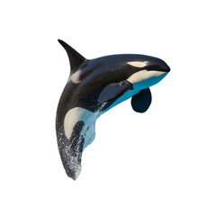 orca whale