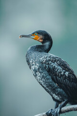 Kormoran Nahaufnahme