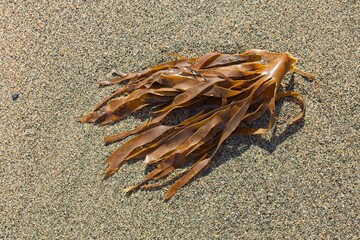 Closeup of a bunch of seaweed washed up on a beach.