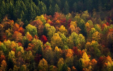 A vibrant display of fall foliage paints the forest with warm hues of red, orange, and yellow.