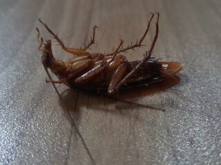 Black ant crawling on a wooden surface, macro shot, cockroach