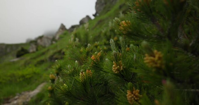 Lombardy, Italy - A Pine Tree With Vibrant Yellow Buds Blossoming Amidst the Rugged Terrain of Grignetta - Close Up