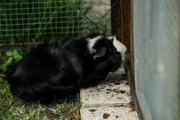Meerschweinchen rosette tier Nager