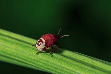 red bug on a leaf