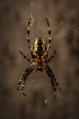 spider on web