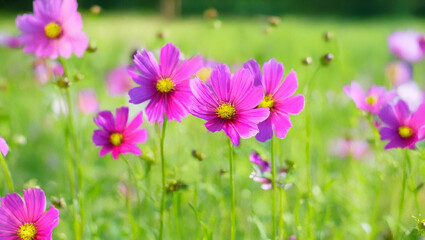 Fototapeta premium Pink cosmos flowers blooming in a sunny meadow