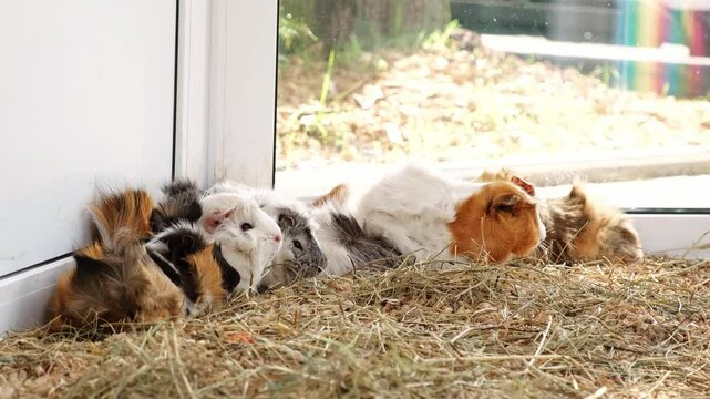 Sleeping guinea pigs in cage with straw. Resting cavy family. Pet shop. Little domestic rodent animals. Huddled together feeling afraid. Tricolor color. Zoo life. The rest after eating. Breeding farm