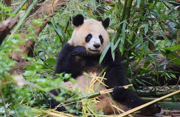 成都 ジャイアントパンダ繁殖研究基地 © sada