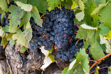 vino, uva, cepa, vendimiar, otoño, septiembre, octubre, cortar, bodega, hojas, viña, zumo, mosto