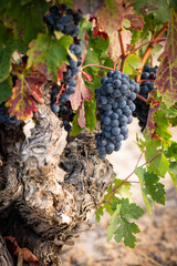 vino, uva, cepa, vendimiar, otoño, septiembre, octubre, cortar, bodega, hojas, viña, zumo, mosto