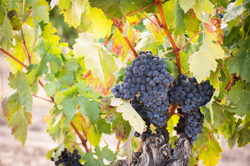vino, uva, cepa, vendimiar, otoño, septiembre, octubre, cortar, bodega, hojas, viña, zumo, mosto