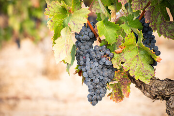 vino, uva, cepa, vendimiar, otoño, septiembre, octubre, cortar, bodega, hojas, viña, zumo, mosto