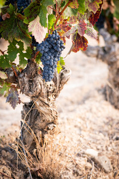 vino, uva, cepa, vendimiar, oto&ntilde;o, septiembre, octubre, cortar, bodega, hojas, vi&ntilde;a, zumo, mosto