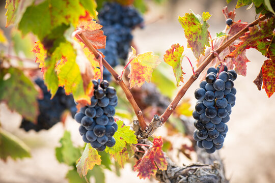 vino, uva, cepa, vendimiar, oto&ntilde;o, septiembre, octubre, cortar, bodega, hojas, vi&ntilde;a, zumo, mosto