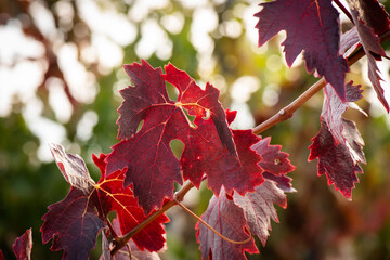 Fototapeta premium vino, uva, cepa, vendimiar, otoño, septiembre, octubre, cortar, bodega, hojas, viña, zumo, mosto