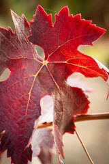 vino, uva, cepa, vendimiar, otoño, septiembre, octubre, cortar, bodega, hojas, viña, zumo, mosto