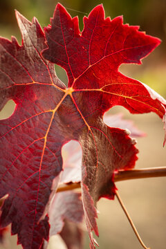 vino, uva, cepa, vendimiar, oto&ntilde;o, septiembre, octubre, cortar, bodega, hojas, vi&ntilde;a, zumo, mosto