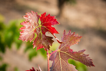 vino, uva, cepa, vendimiar, otoño, septiembre, octubre, cortar, bodega, hojas, viña, zumo, mosto