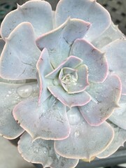 succulent, plant, closeup, dew drops, dew, water, green, pink
