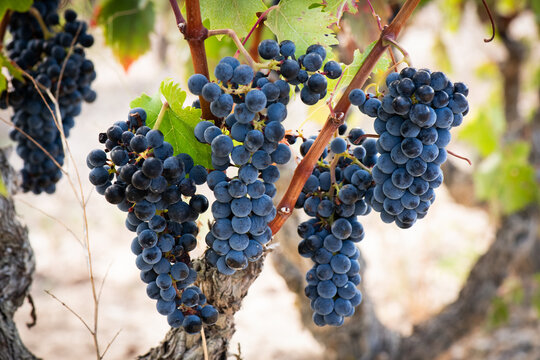 vino, uva, cepa, vendimiar, oto&ntilde;o, septiembre, octubre, cortar, bodega, hojas, vi&ntilde;a, zumo, mosto