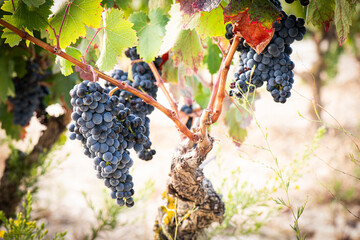 vino, uva, cepa, vendimiar, otoño, septiembre, octubre, cortar, bodega, hojas, viña, zumo, mosto