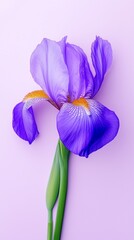 Iris flower with leaves beauty blooming petal story pastel background