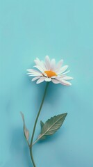 Obraz premium Daisy flower with leaves beauty blooming petal story purple background