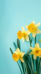 Naklejka premium Daffodils flower with leaves beauty blooming petal story pastel background