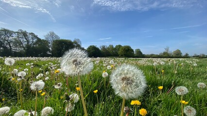 dandelions in the meadow