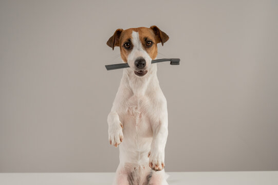 Jack Russell Terrier dog holds a toothbrush in his teeth. 