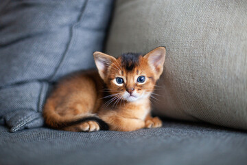 Fototapeta premium Abyssinian ruddy cat lying on a sofa. Beautiful one month old kitten with big ears. Pets care. World cat day. Image for websites about cats. Selective focus.
