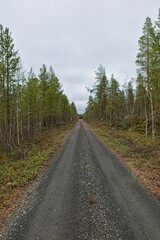 Naklejka premium Gravel road and forest view at Ovre Pasvik National Park on a cloudy spring day, Norway.