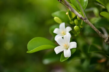 Naklejka premium This image features Murraya paniculata, known as 