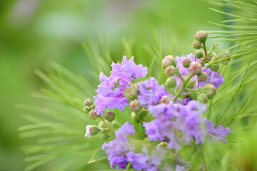 Lagerstroemia speciosa thrives outdoors in sunlight, known for its vibrant flowers and urban adaptability in humid, high-temperature environments.