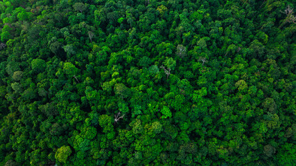 aerial view of dark green forest Abundant natural ecosystems of rainforest. Concept of nature forest preservation and reforestation
