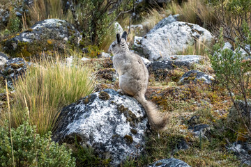 wild peruvian rabbit Viscacha 