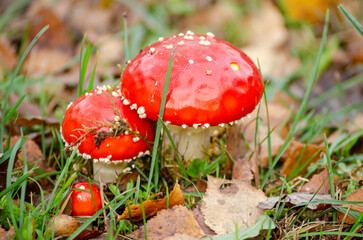 Fly agaric or Fly amanita ,Amanita muscaria in forest. Is a basidiomycete fungus of the genus Amanita.