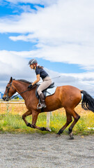 Obraz premium horse and rider