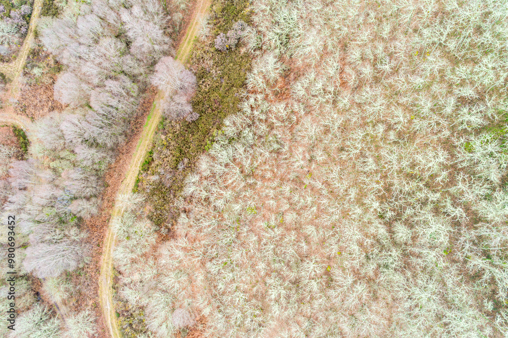 Wall mural mountain forest in winter with a dirt track, aerial view with drone