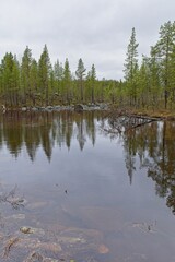 Lake Båtvatnet shore view at Ovre Pasvik National Park with tree reflections on surface on a...