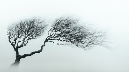 A solitary tree with windswept branches against a misty backdrop.